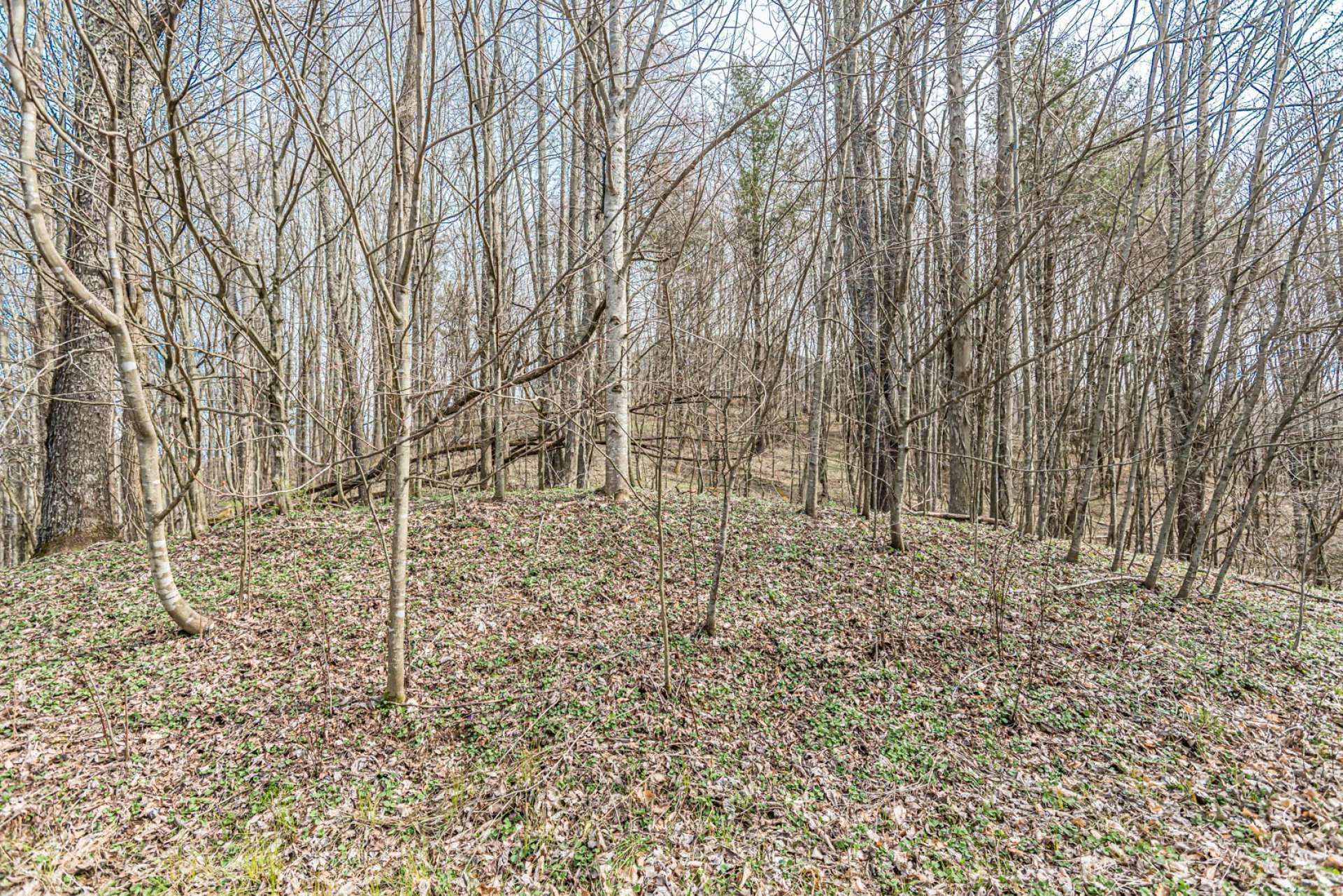 Image number 2 for the current listing