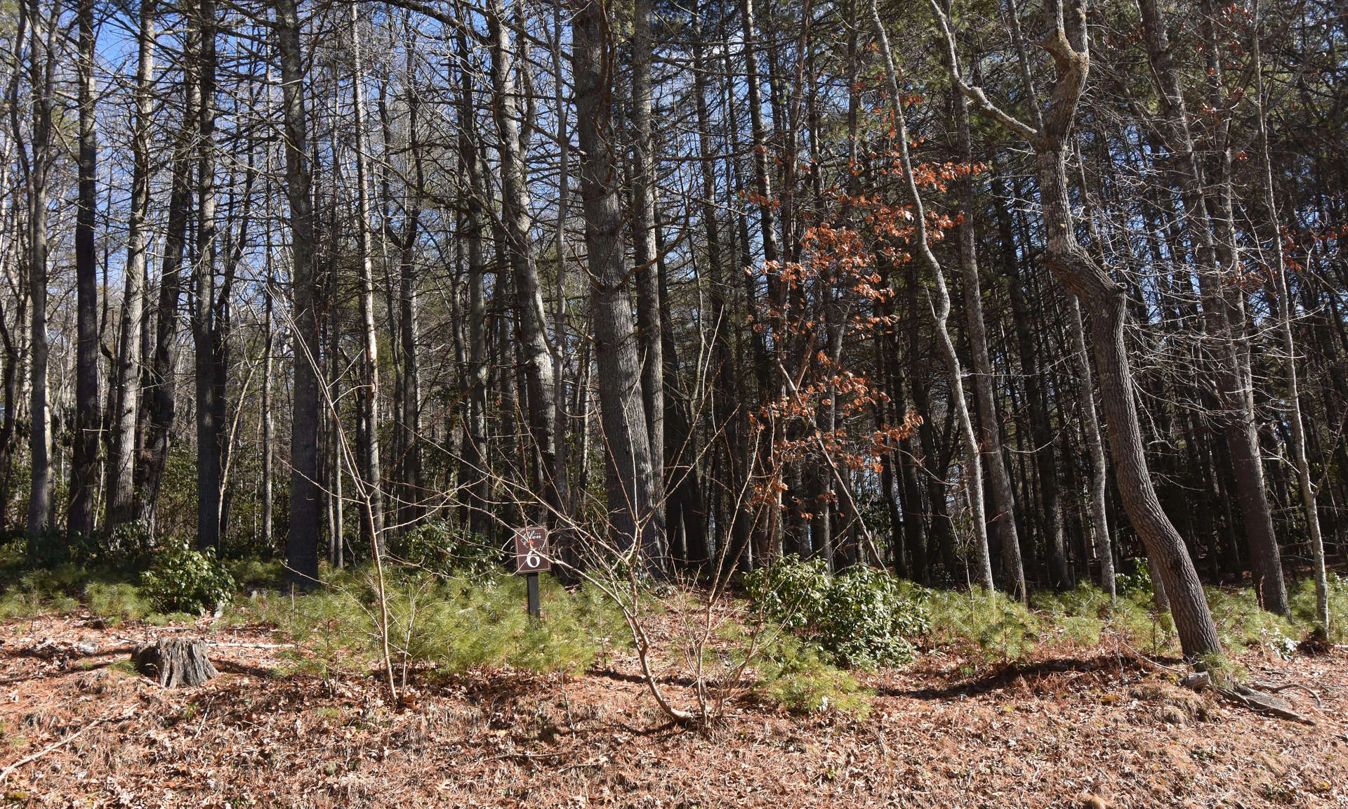 Image number 1 for the current listing