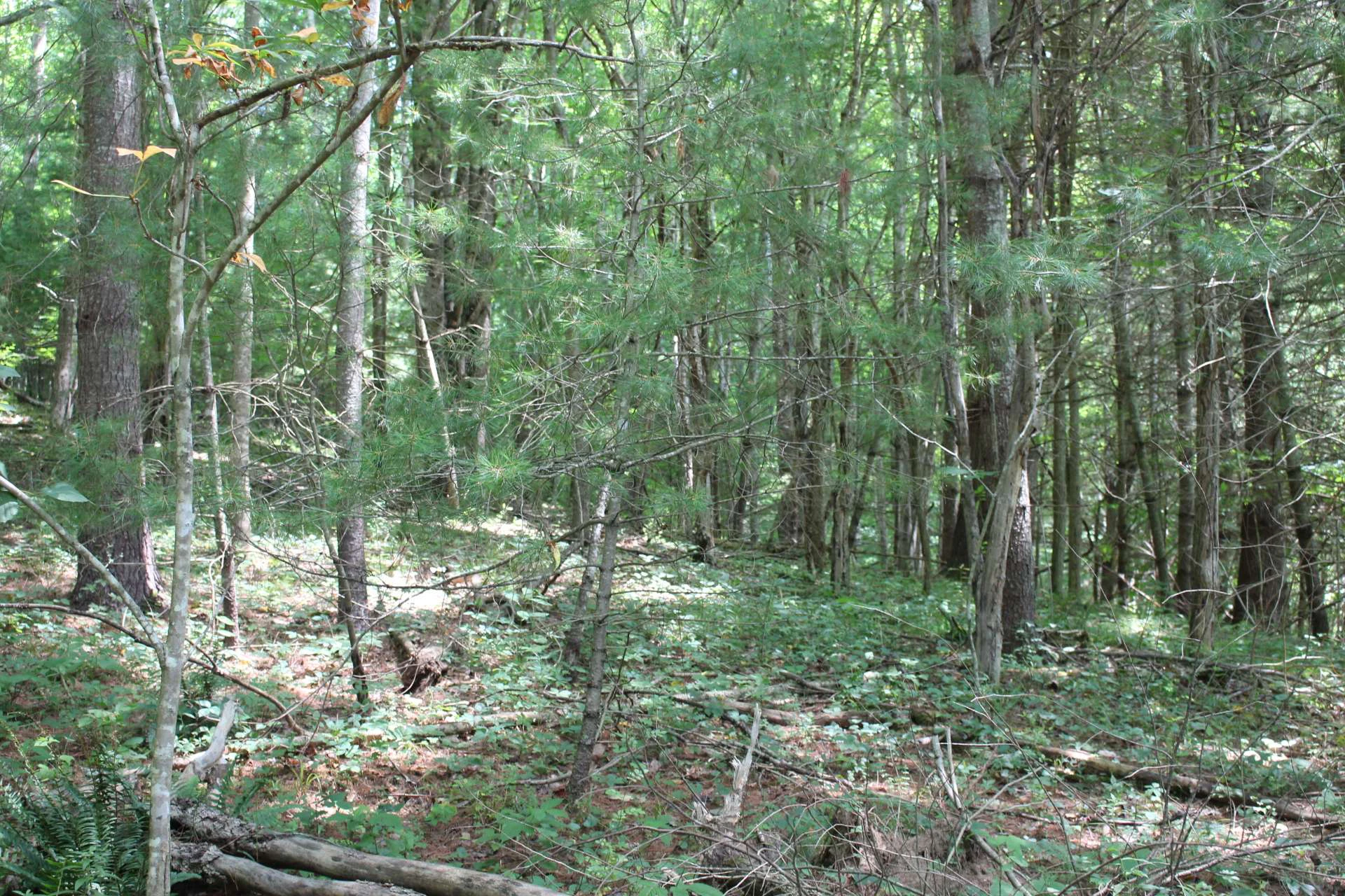 Image number 3 for the current listing