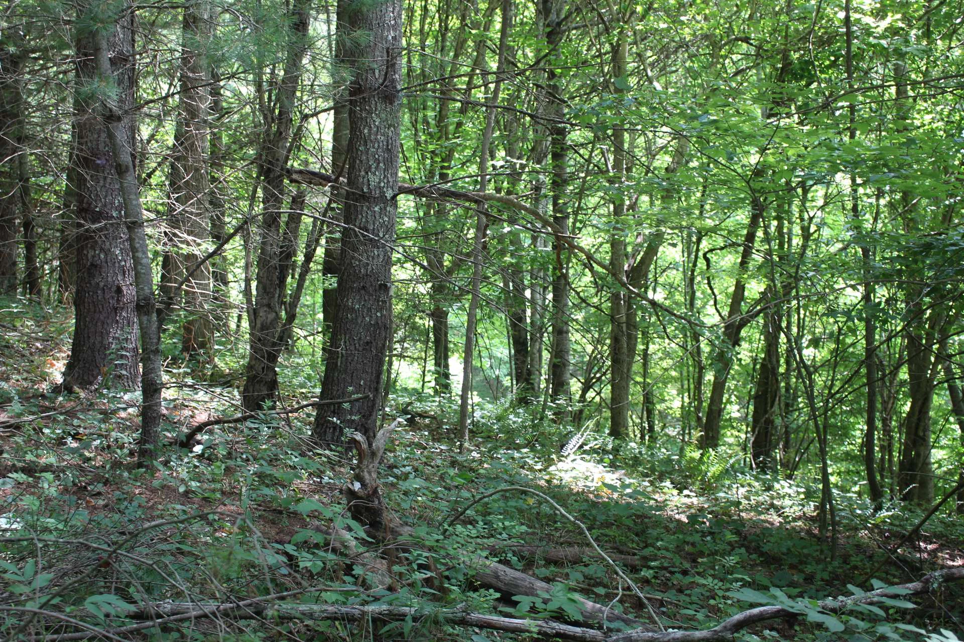 Image number 4 for the current listing
