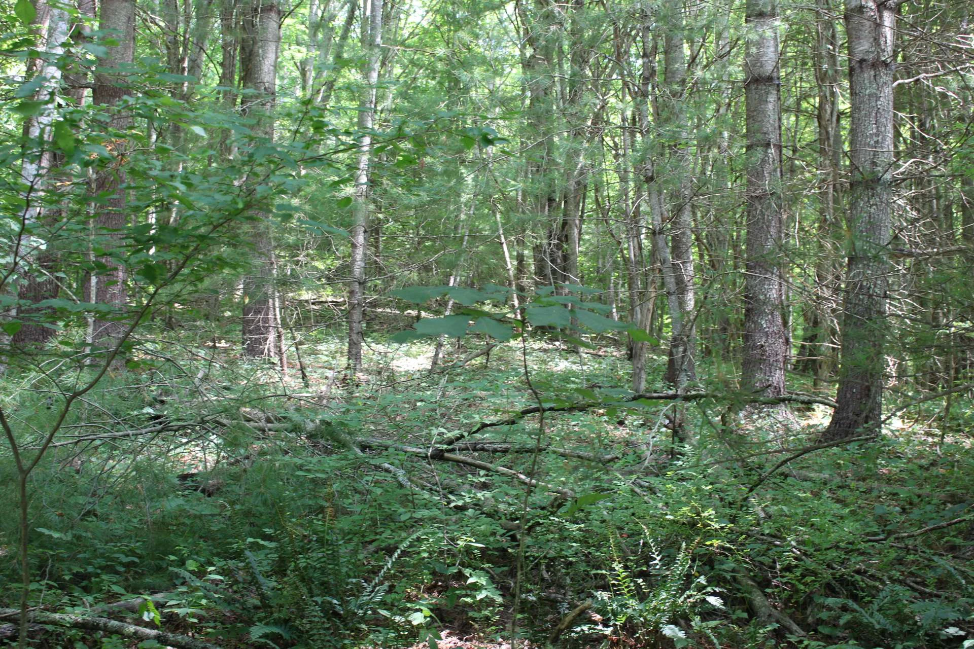 Image number 2 for the current listing