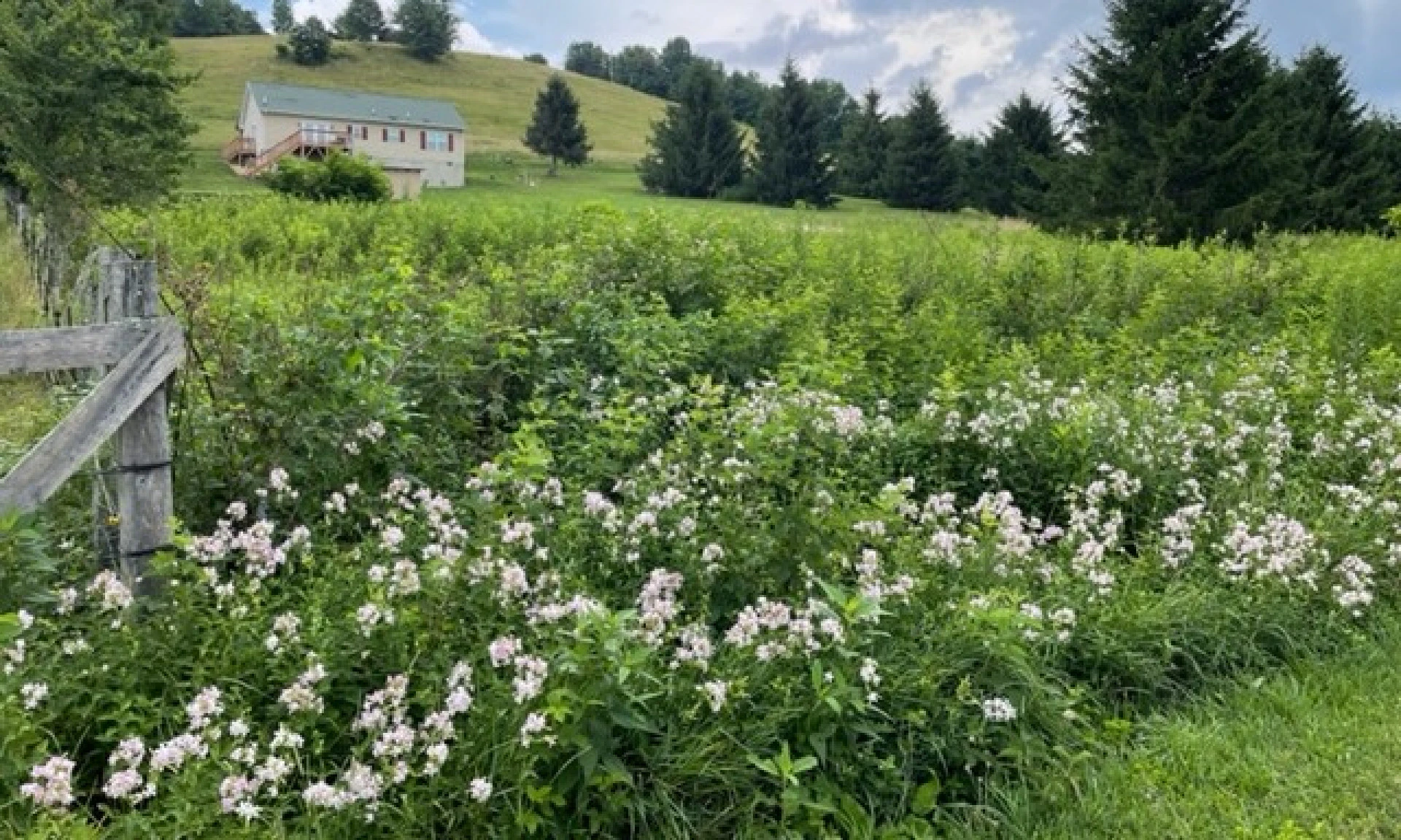 Image number 1 for the current listing