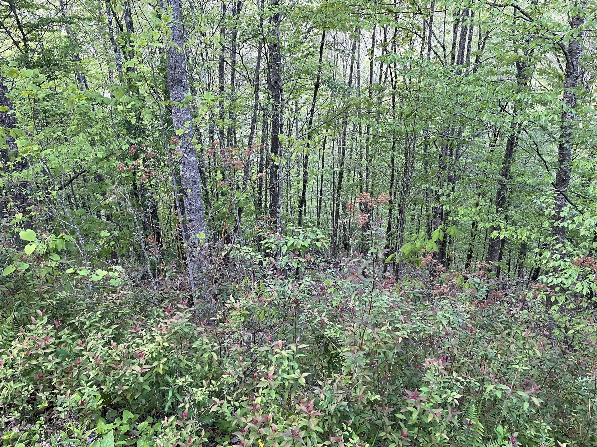 Image number 6 for the current listing