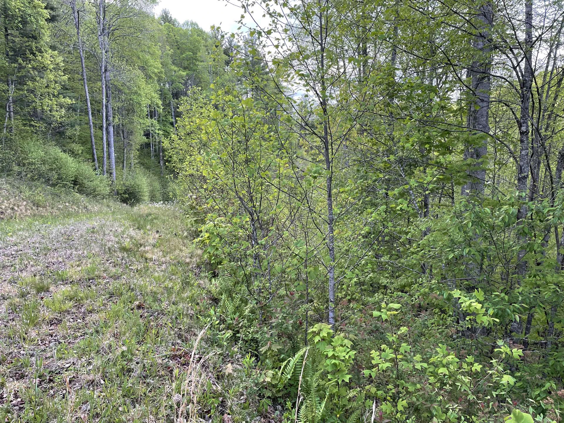 Image number 7 for the current listing
