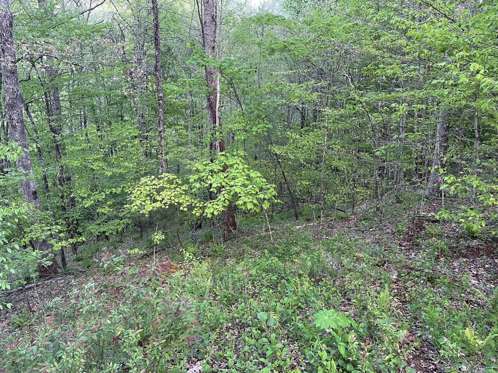Image number 12 for the current listing