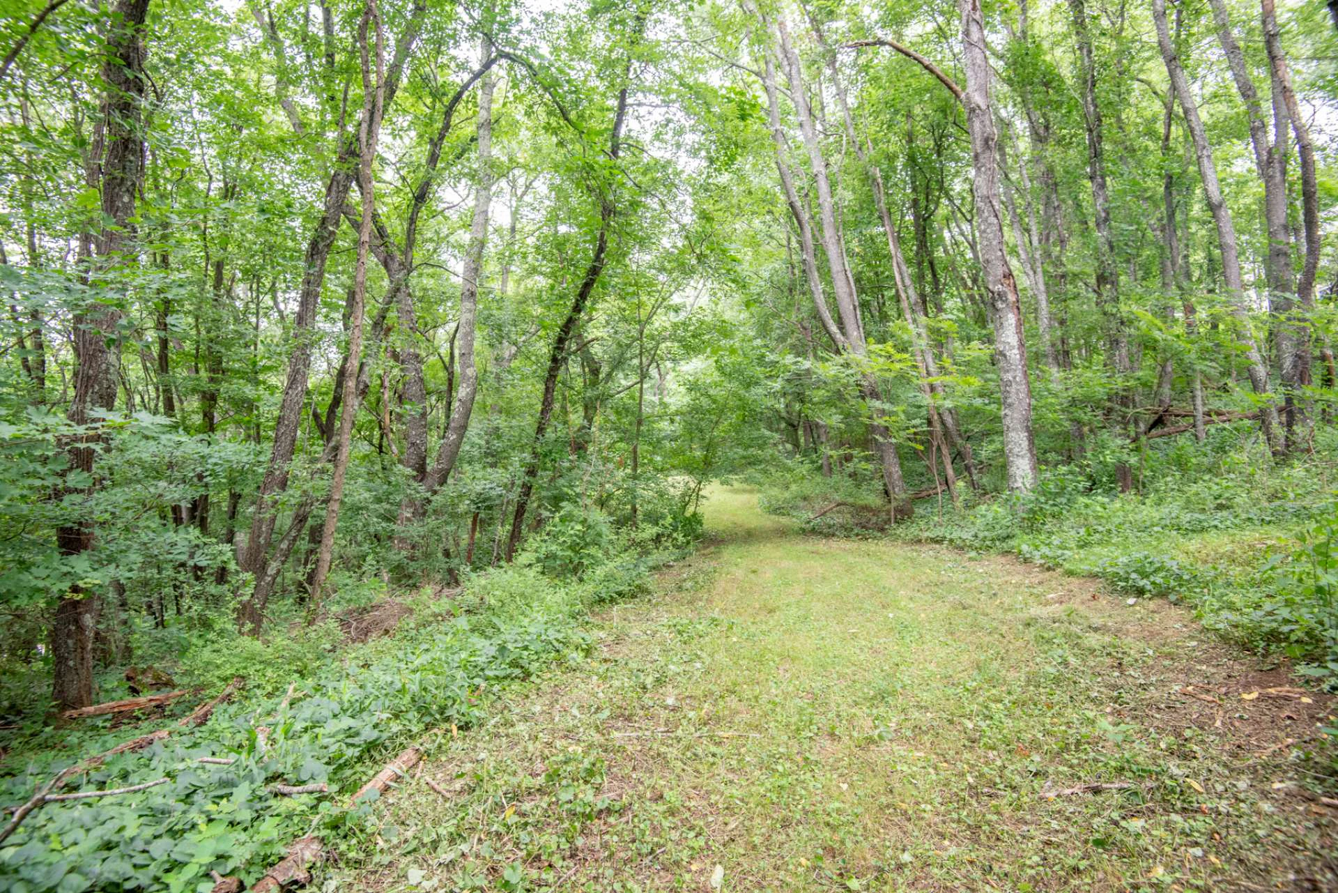 Image number 2 for the current listing