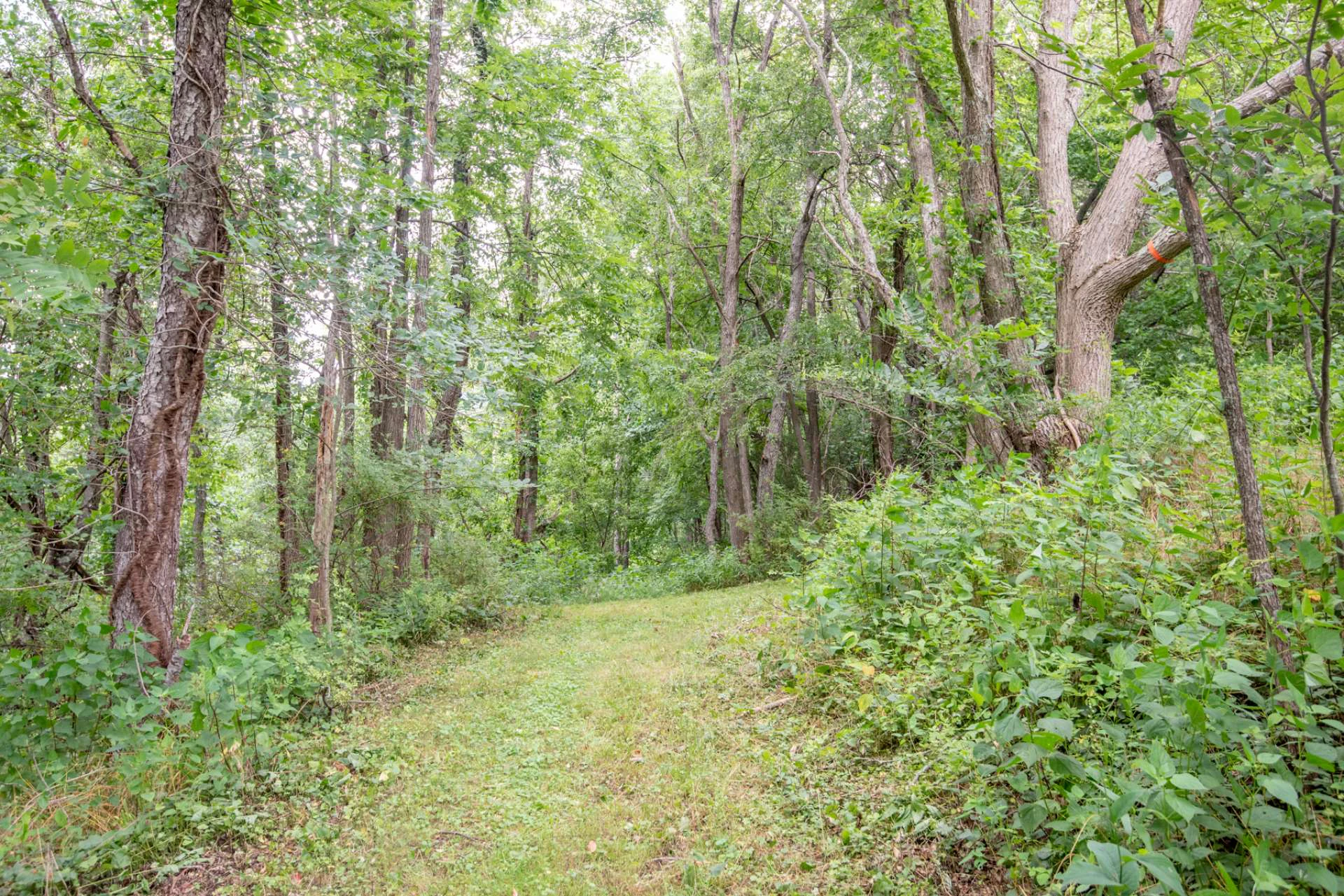 Image number 6 for the current listing