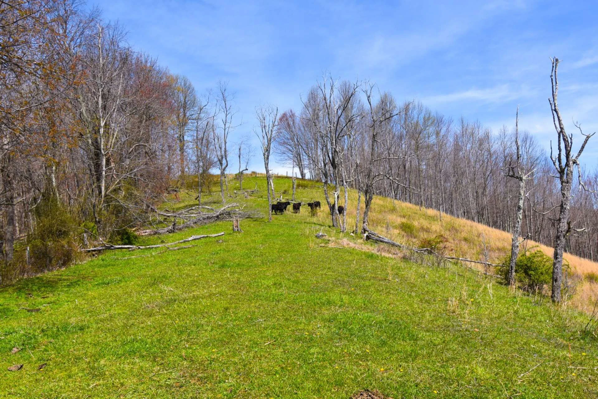 Image number 2 for the current listing