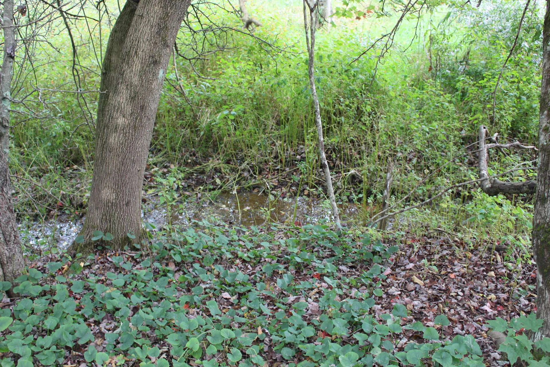 Image number 3 for the current listing