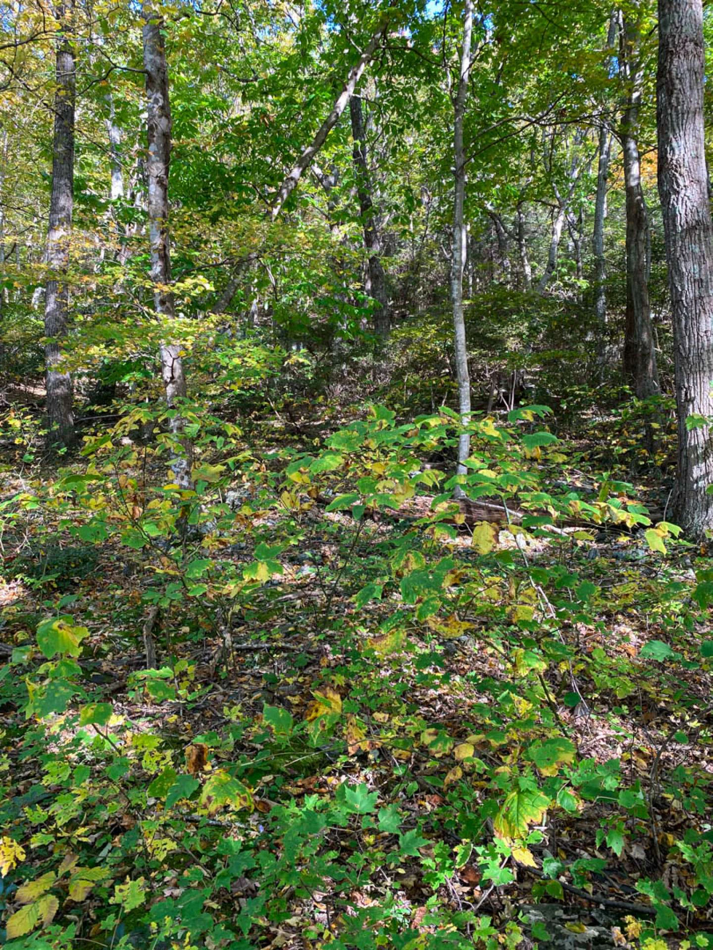 Image number 3 for the current listing