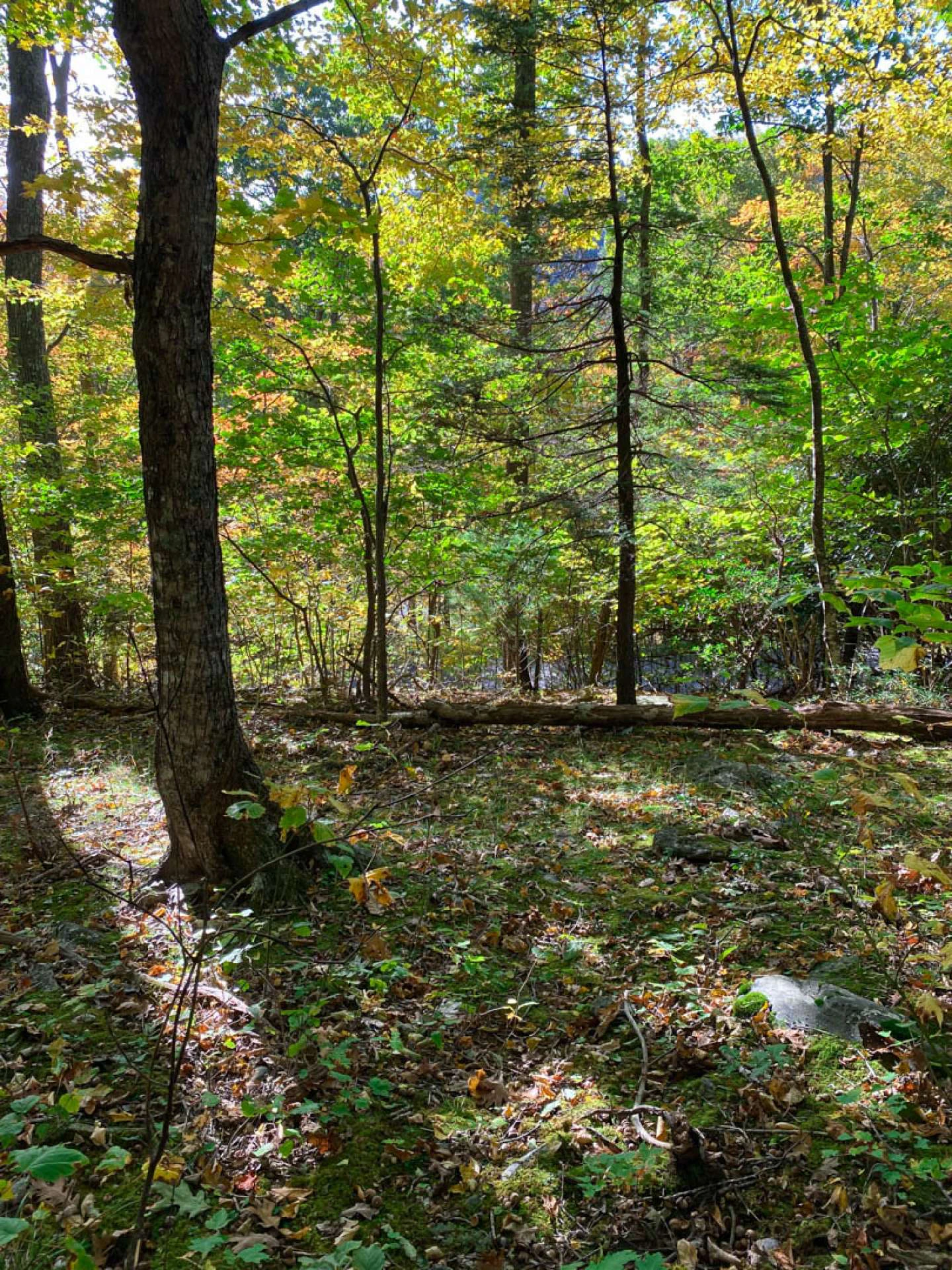 Image number 7 for the current listing