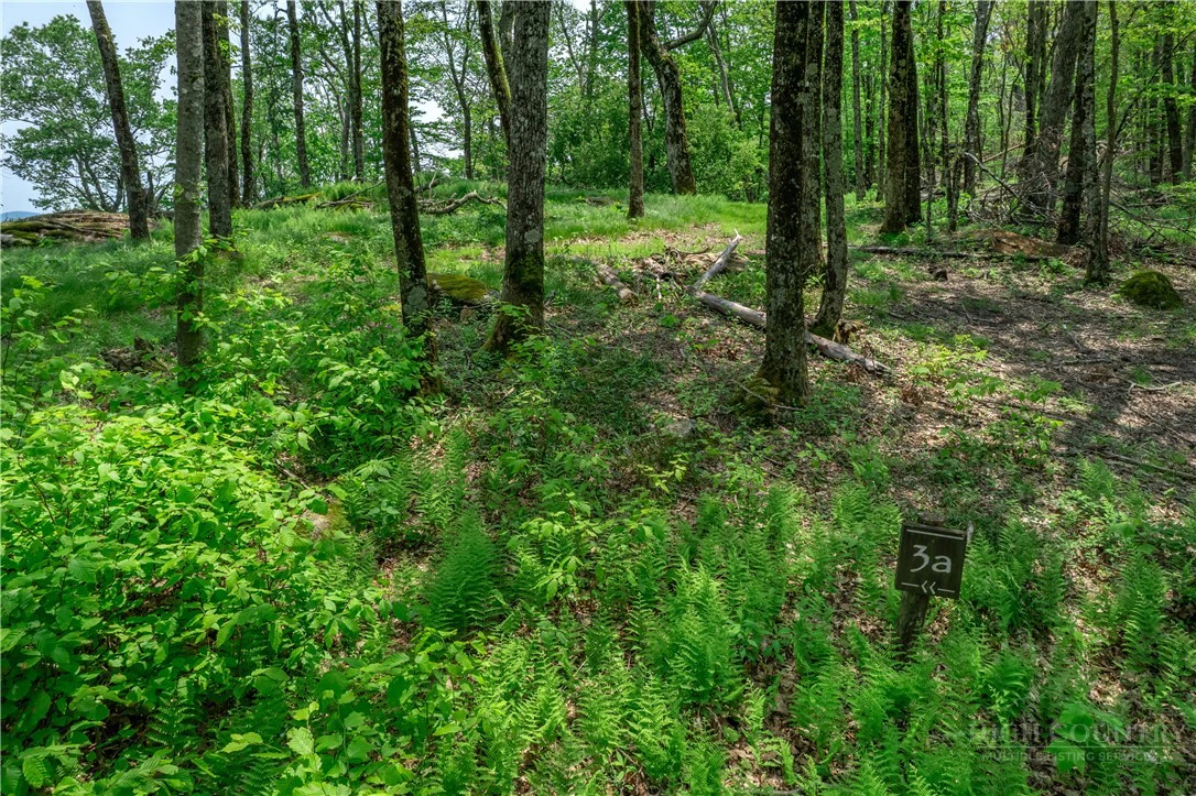 Image number 2 for the current listing