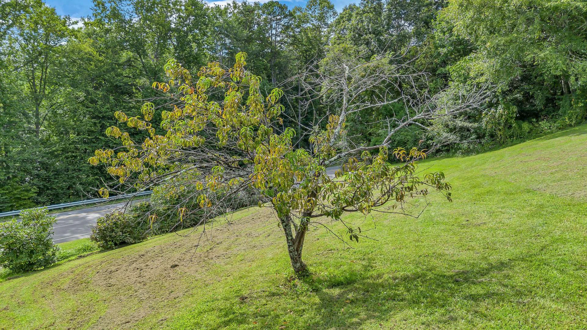 Image number 21 for the current listing