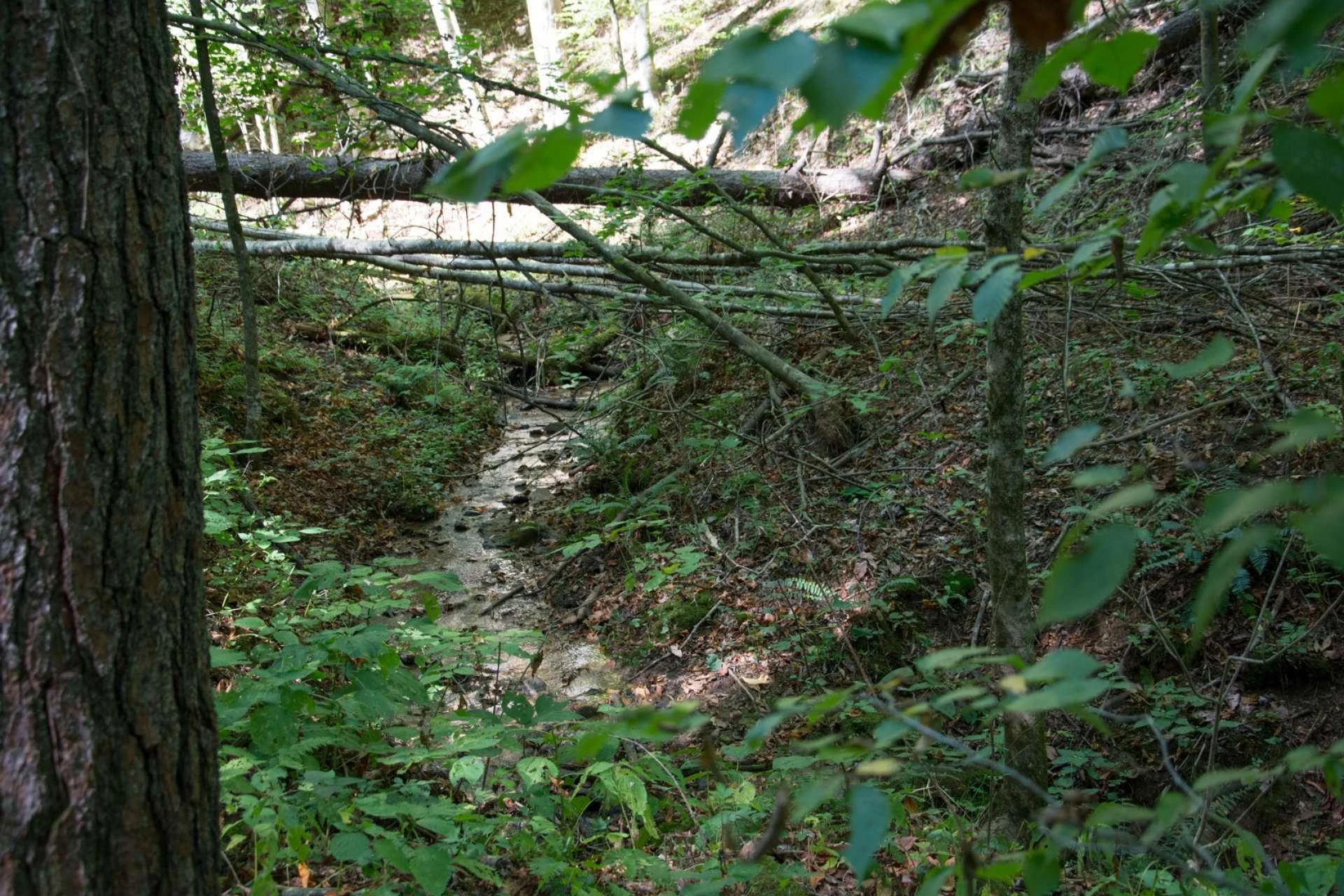 Image number 14 for the current listing