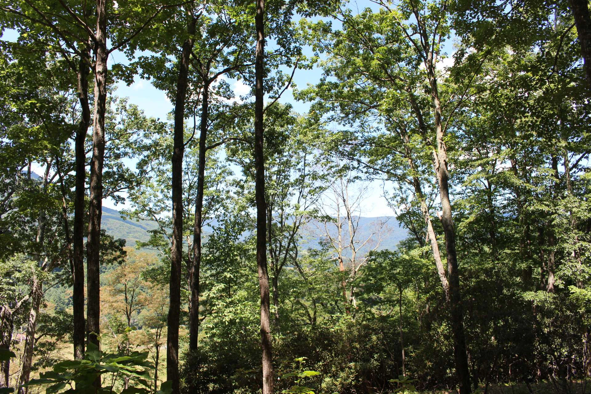 Image number 5 for the current listing