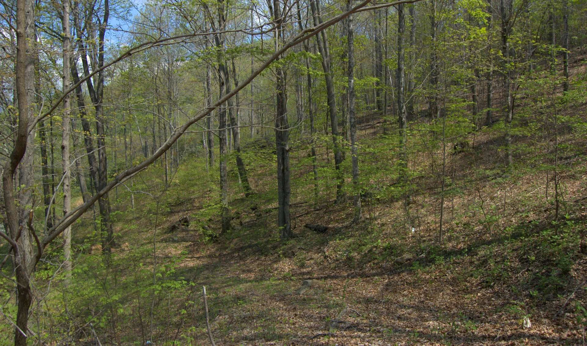 Image number 4 for the current listing
