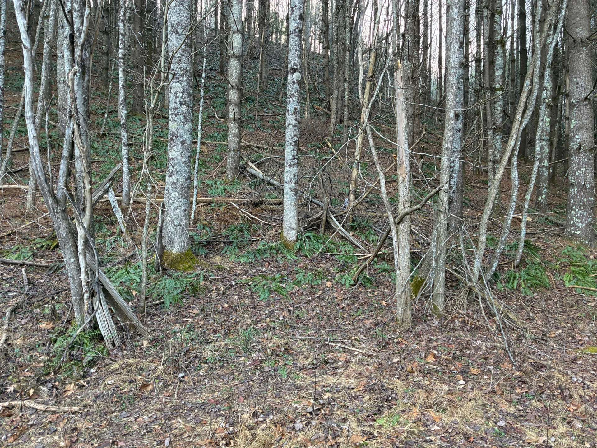 Image number 2 for the current listing