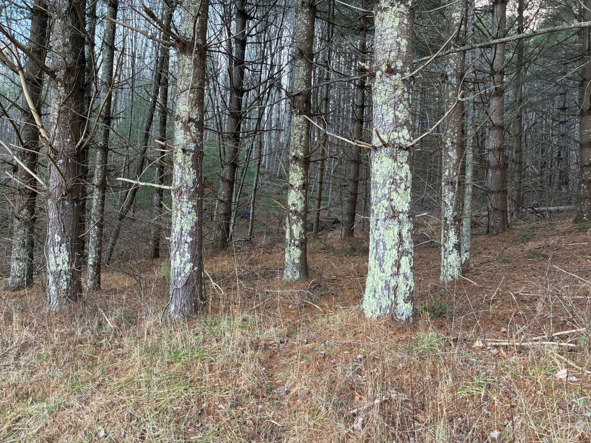 Image number 3 for the current listing
