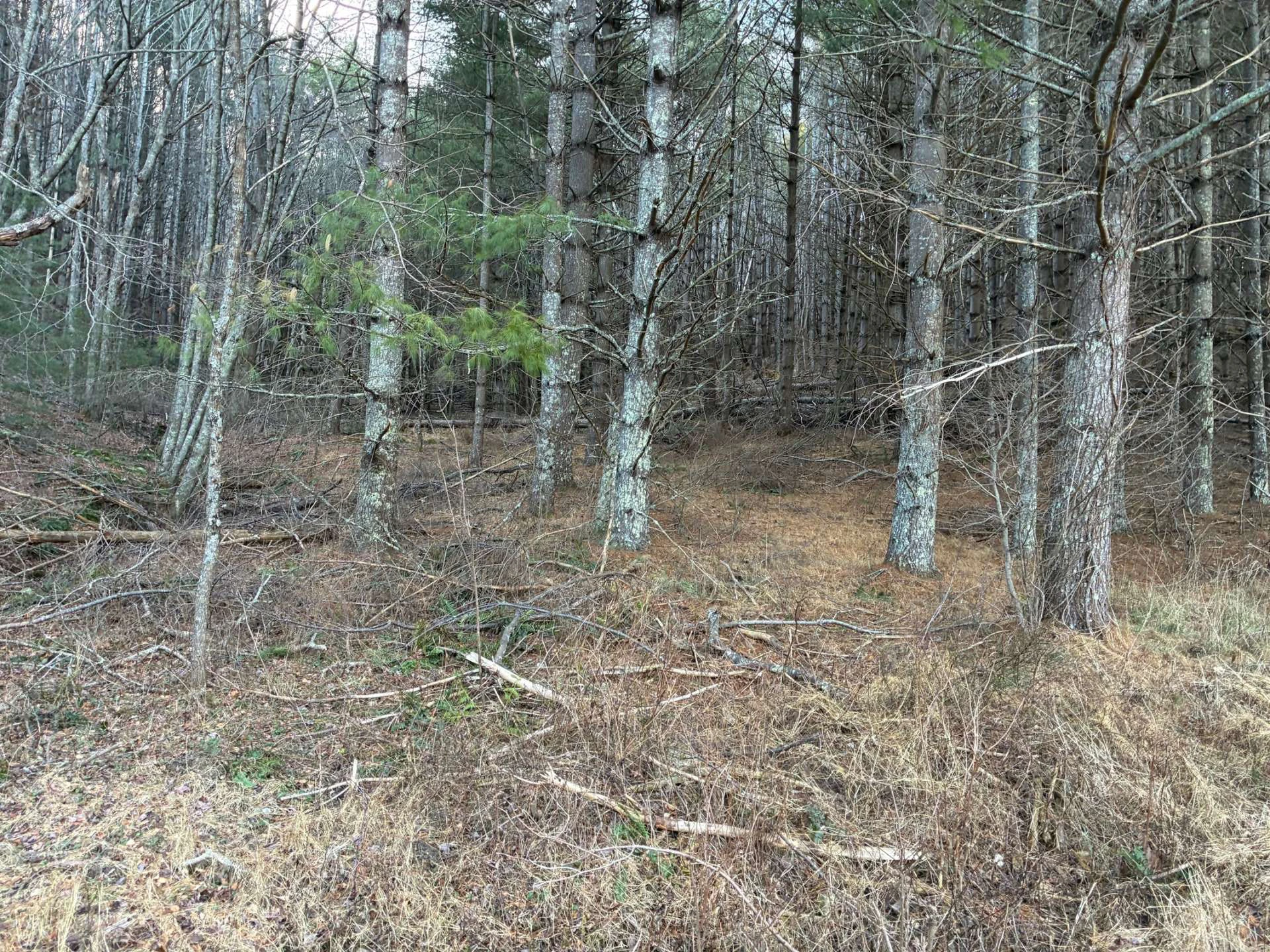 Image number 5 for the current listing
