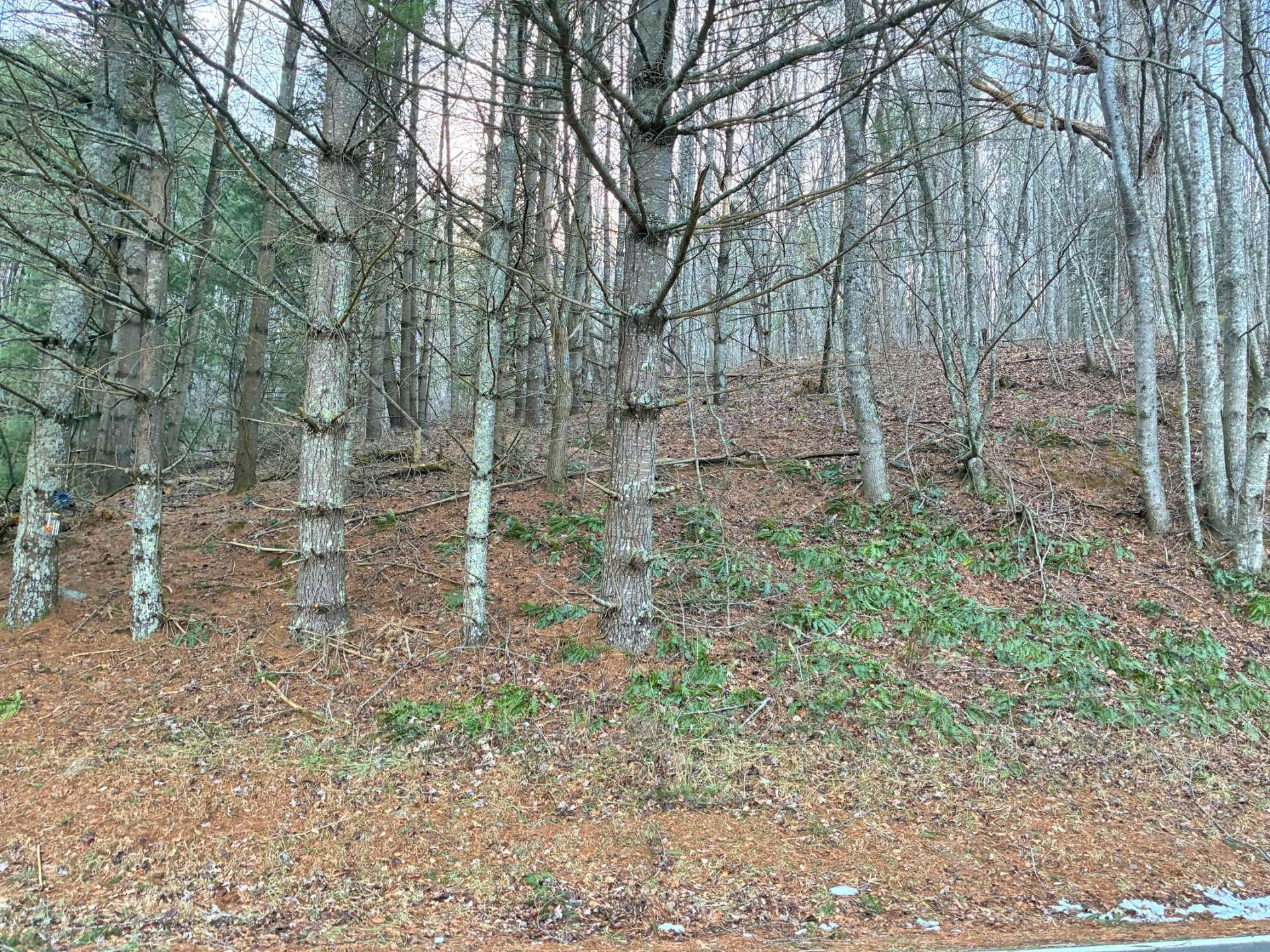 Image number 6 for the current listing