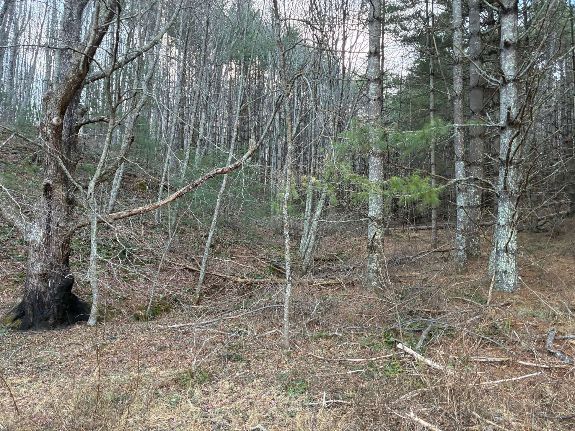 Image number 7 for the current listing