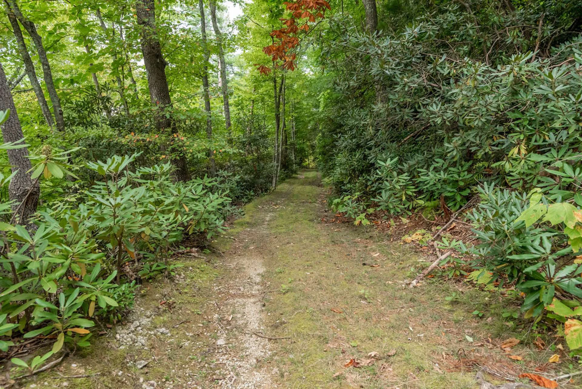 Image number 3 for the current listing