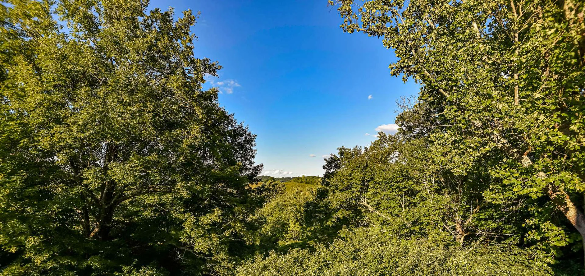Image number 4 for the current listing