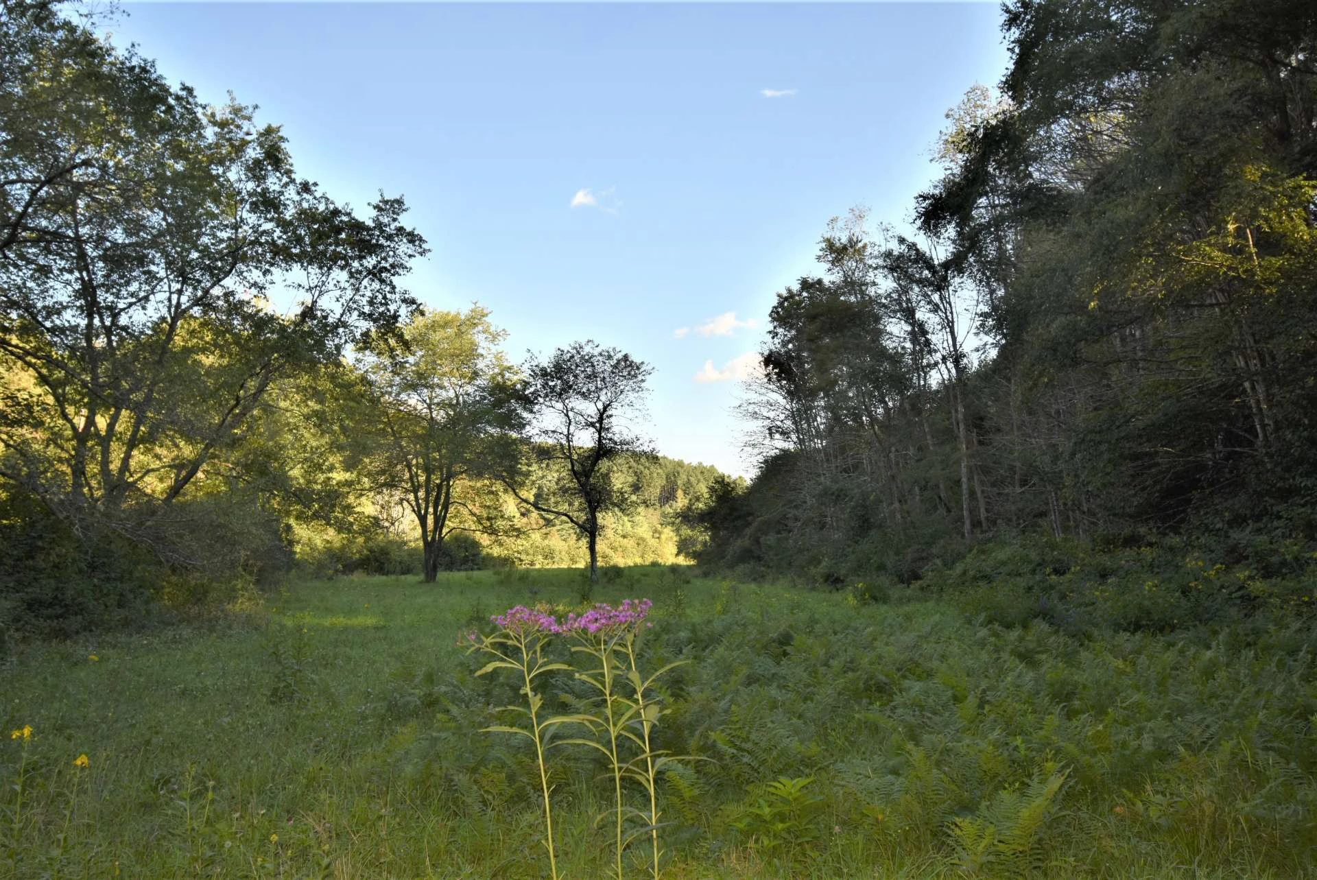 Image number 2 for the current listing