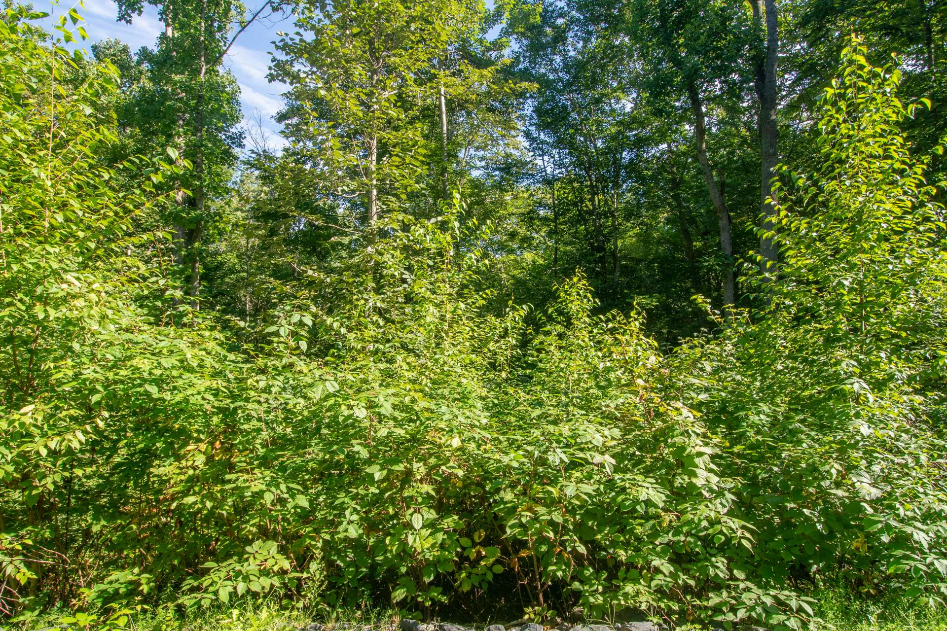 Image number 3 for the current listing