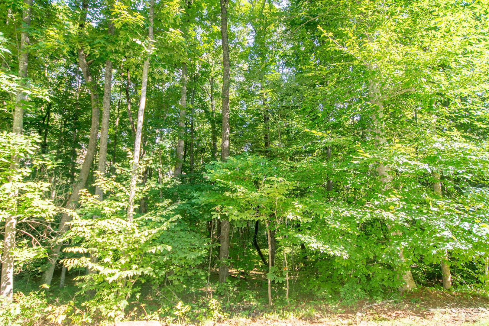 Image number 5 for the current listing
