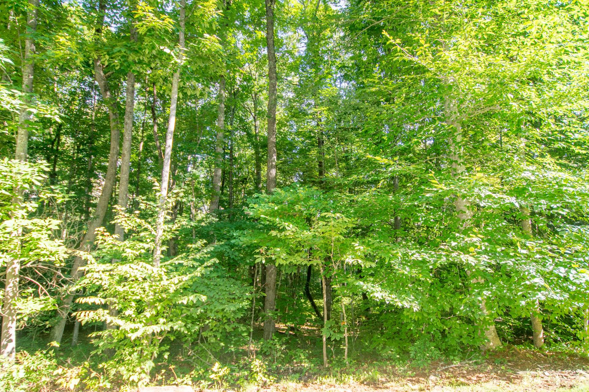 Image number 5 for the current listing