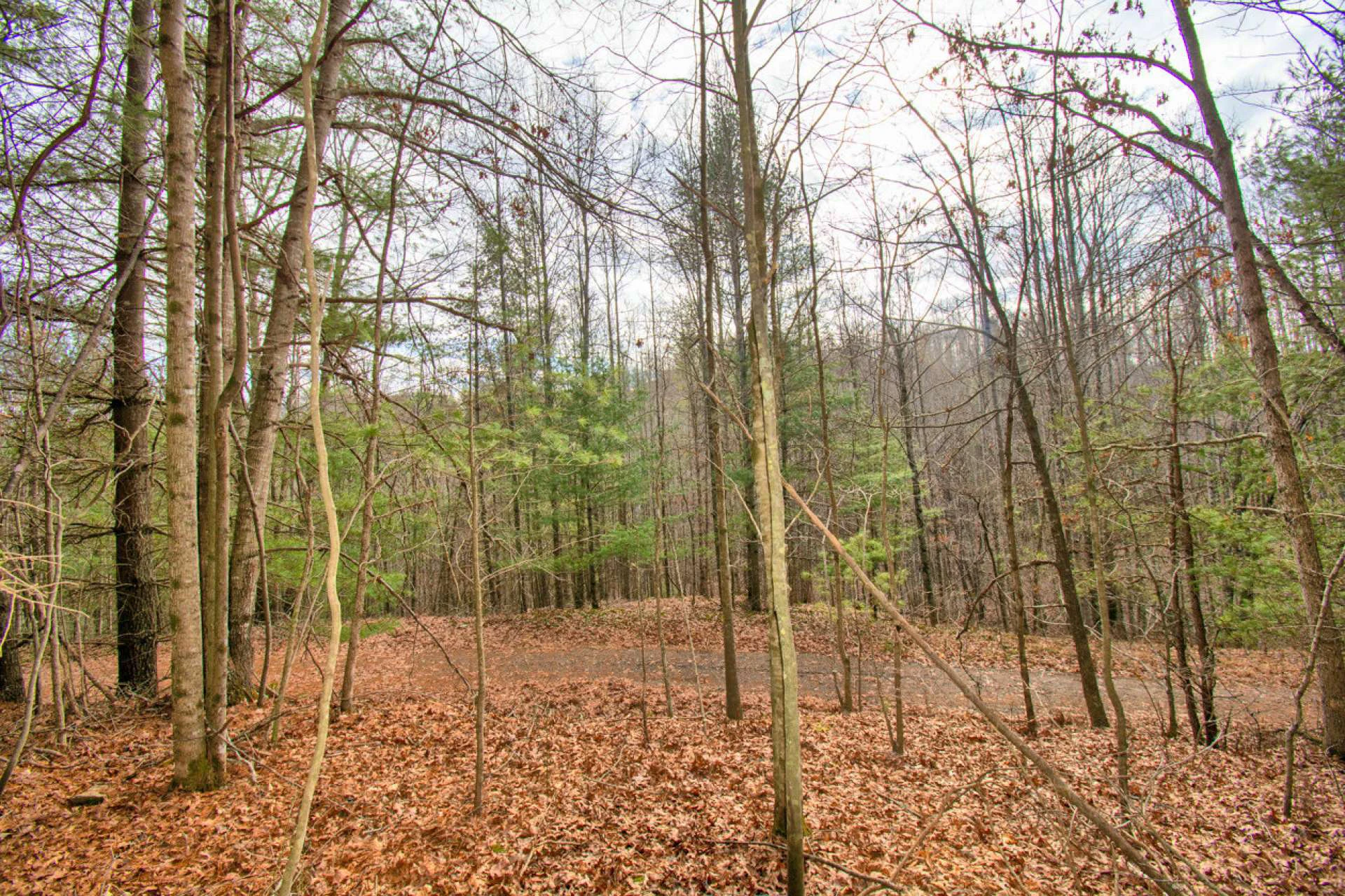 Image number 2 for the current listing