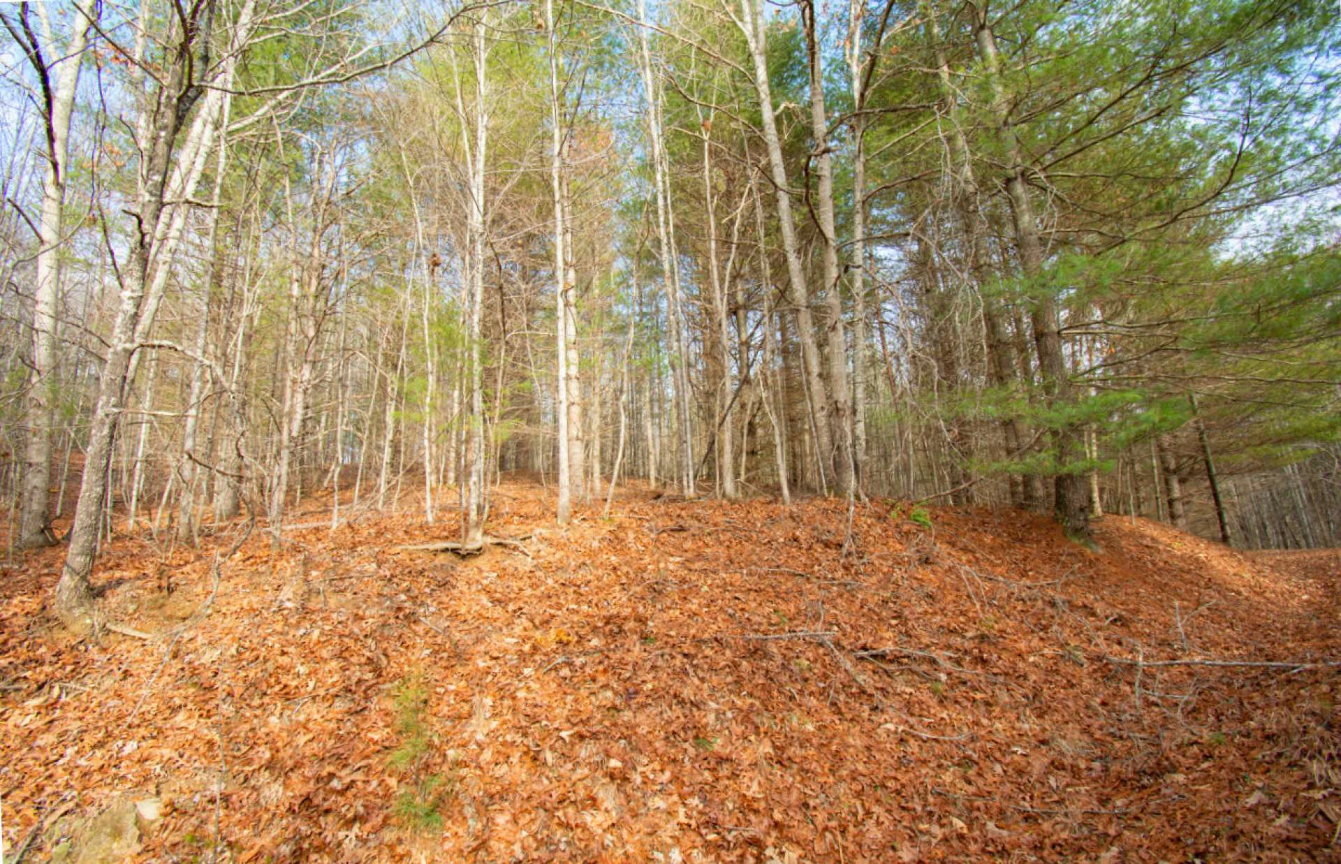 Image number 3 for the current listing