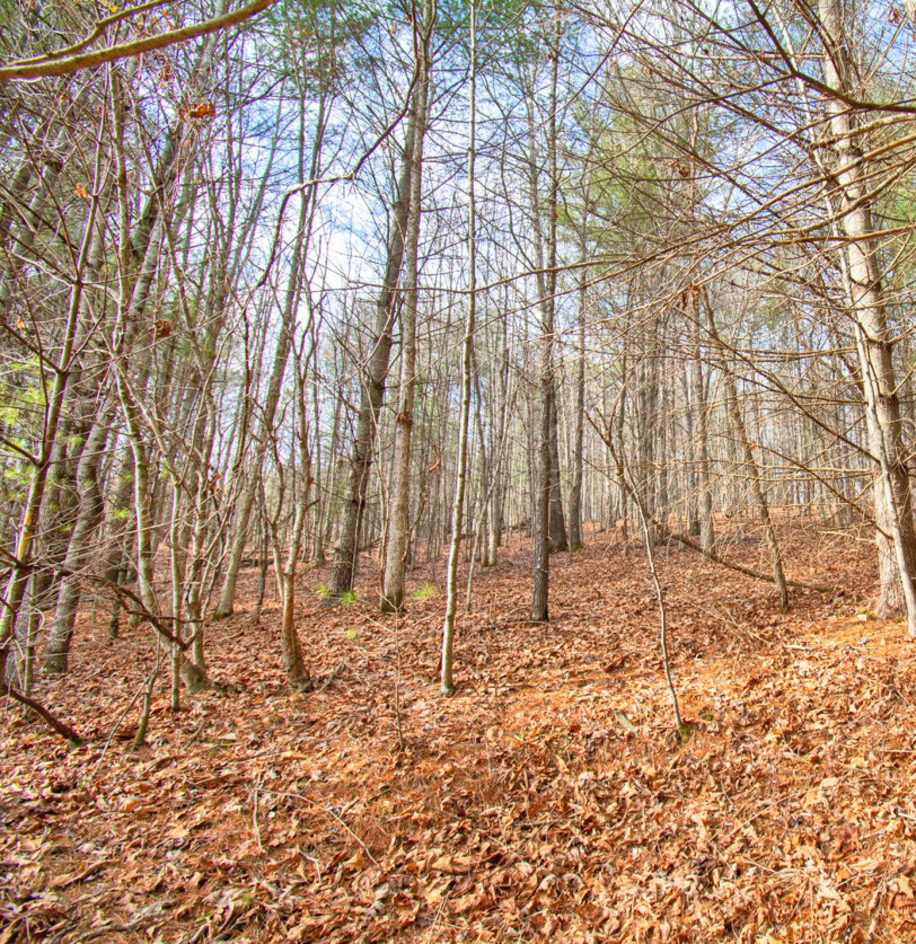 Image number 6 for the current listing