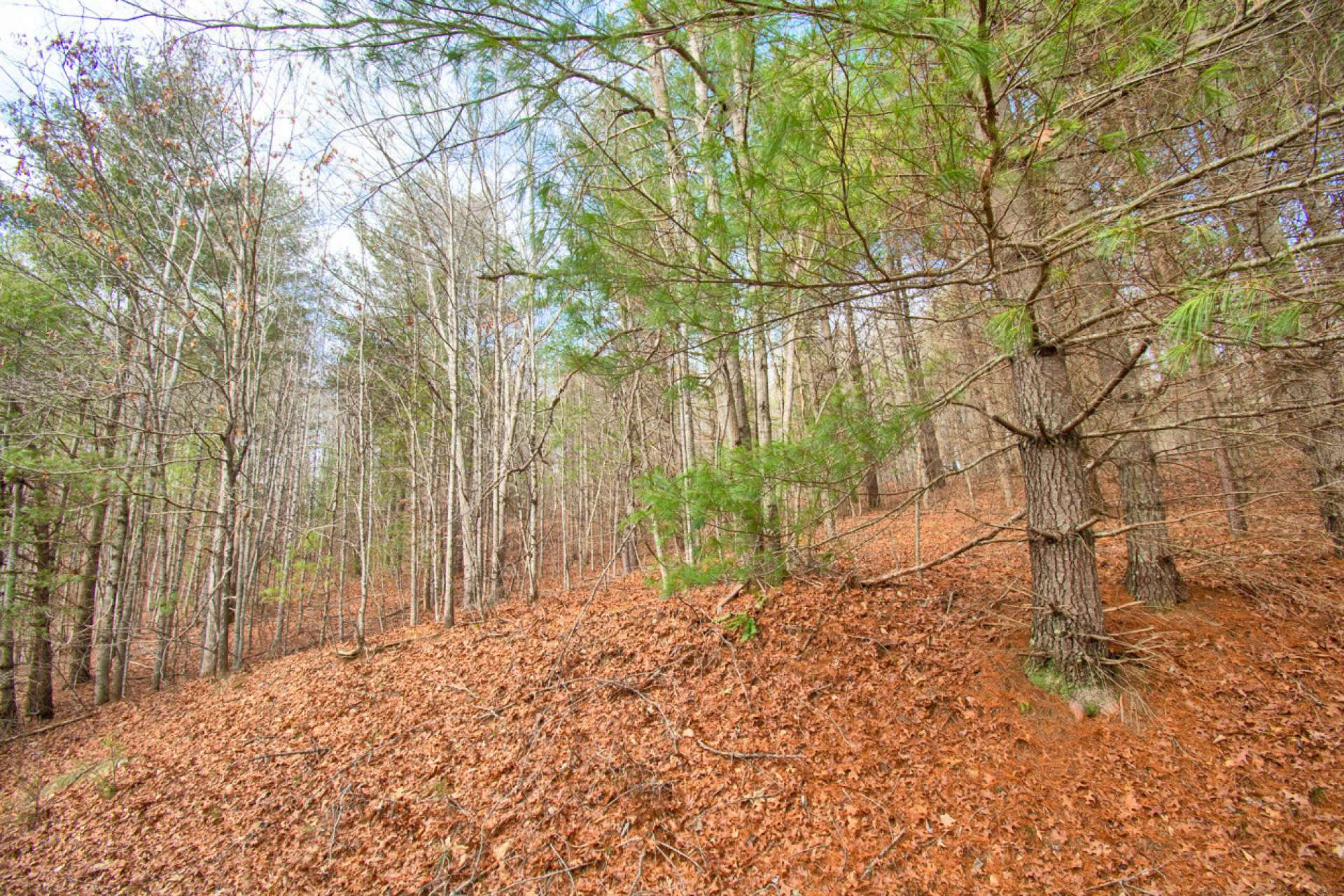 Image number 4 for the current listing