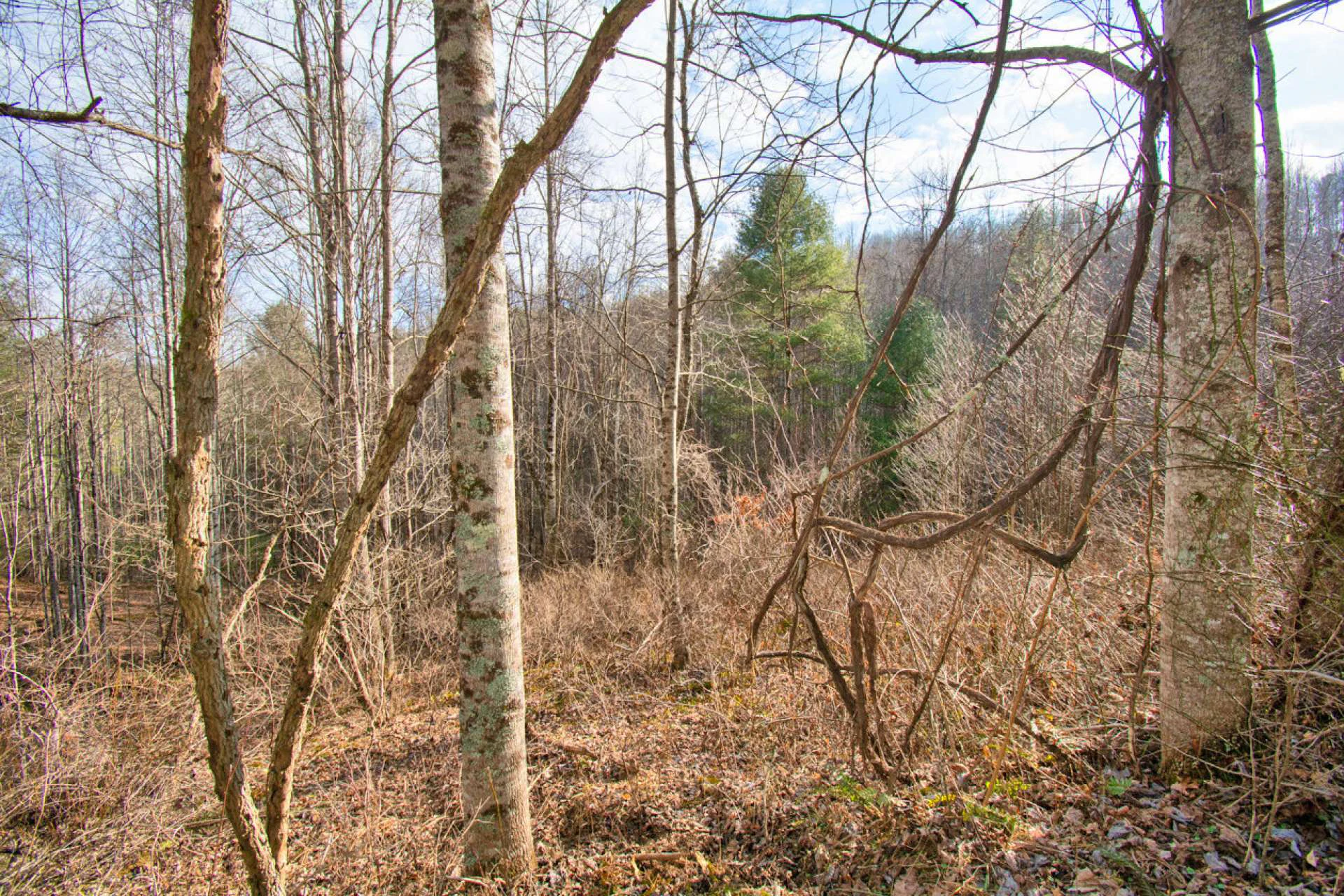 Image number 7 for the current listing
