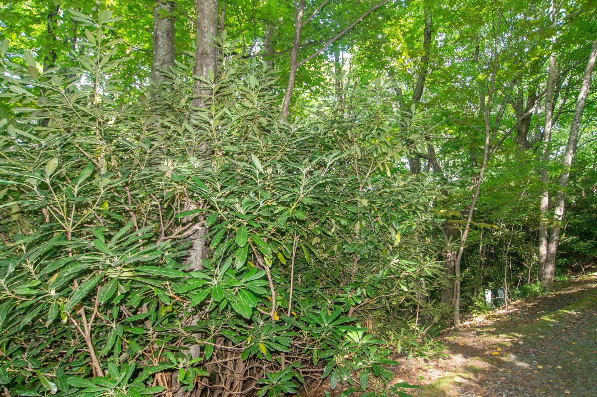 Image number 3 for the current listing