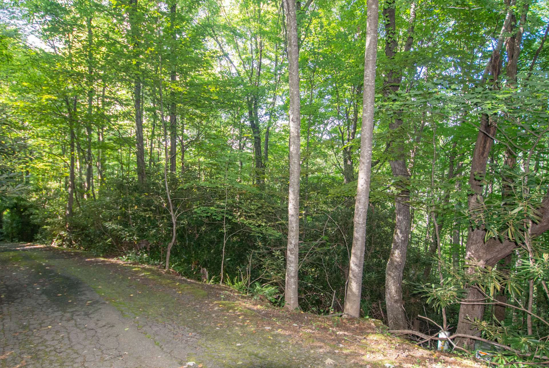 Image number 4 for the current listing