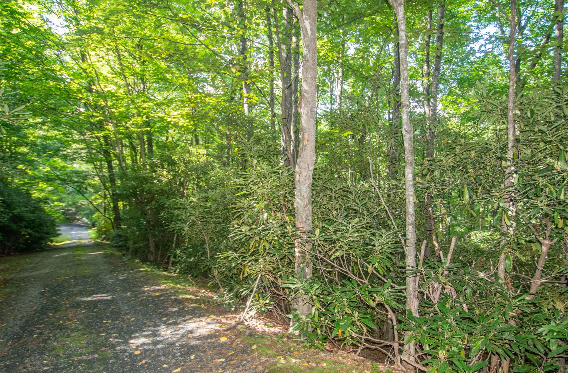 Image number 5 for the current listing