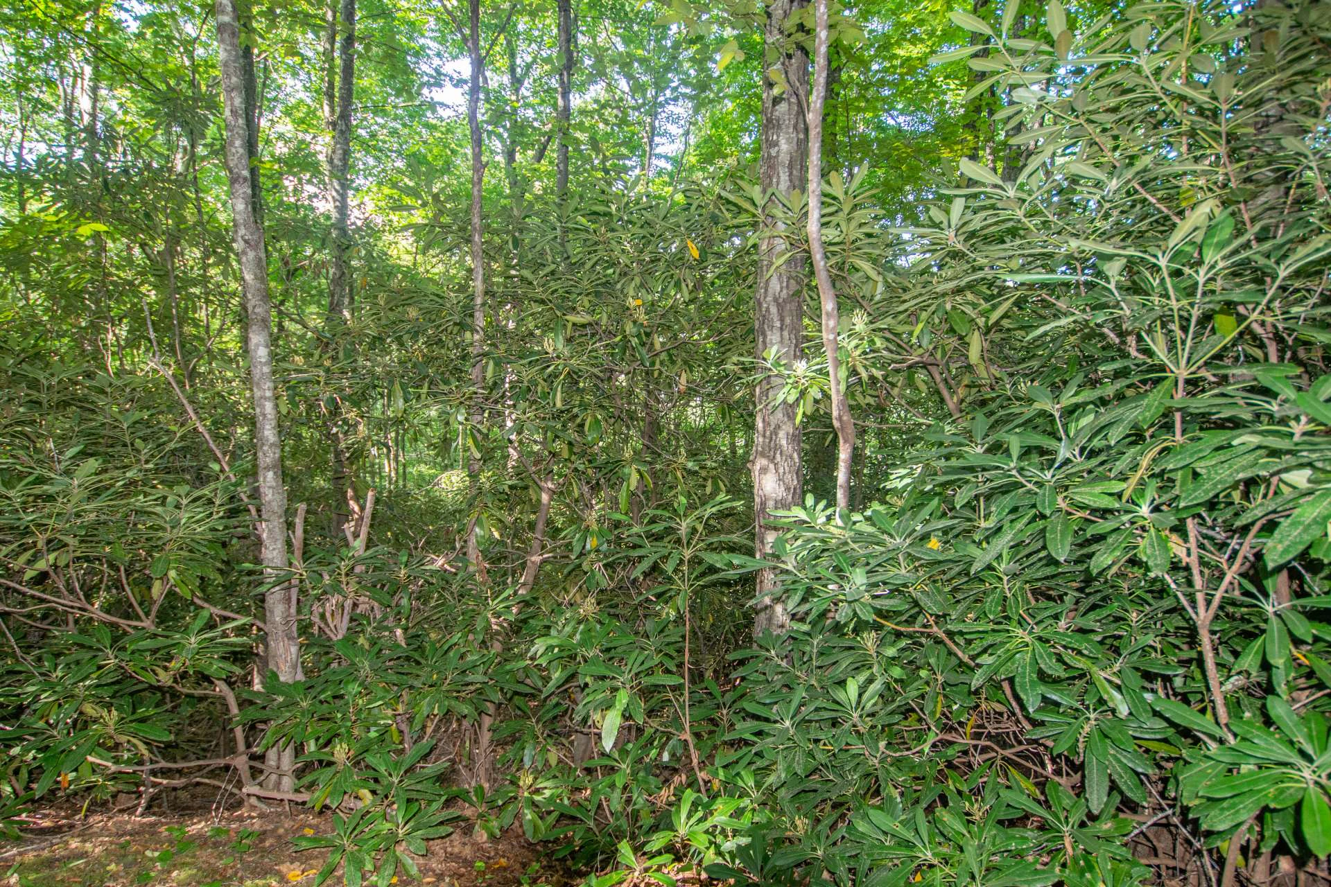 Image number 6 for the current listing
