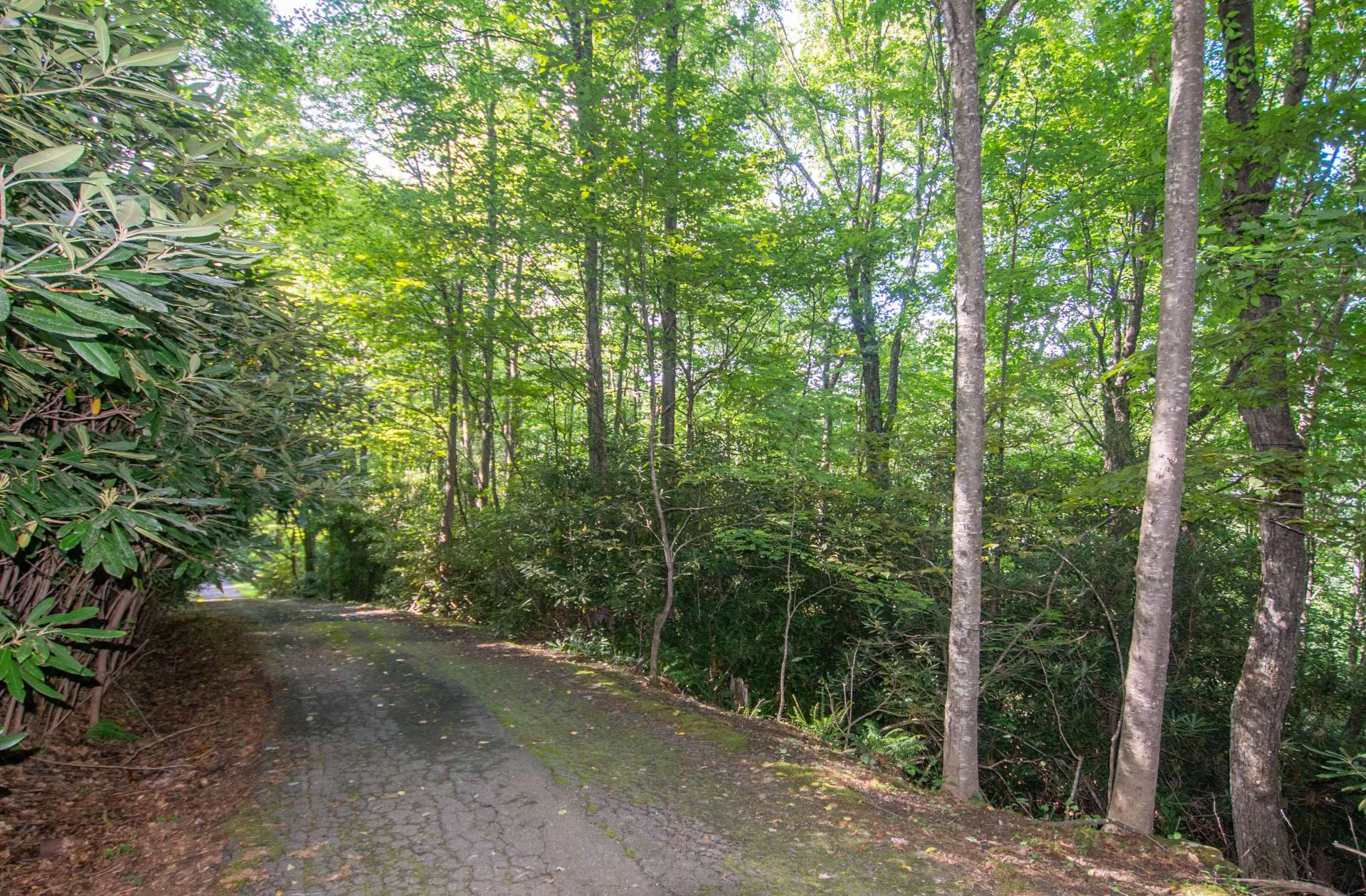 Image number 7 for the current listing