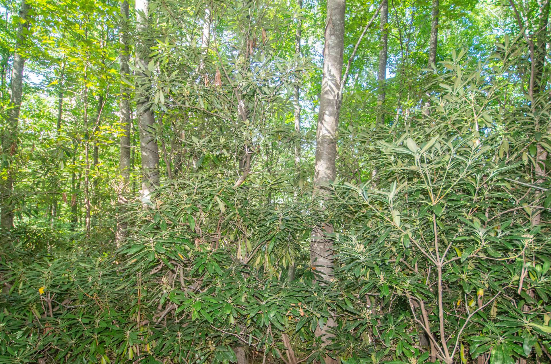 Image number 8 for the current listing