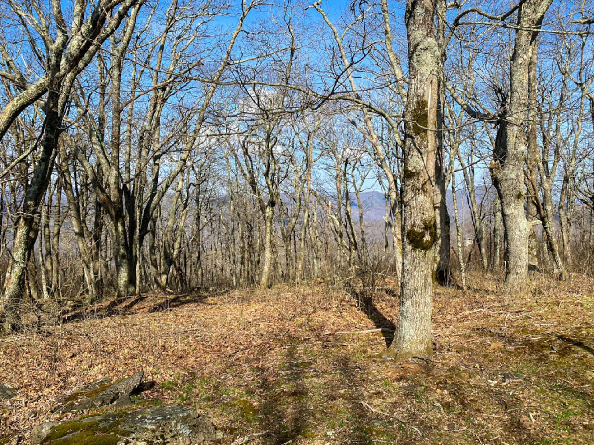 Image number 7 for the current listing