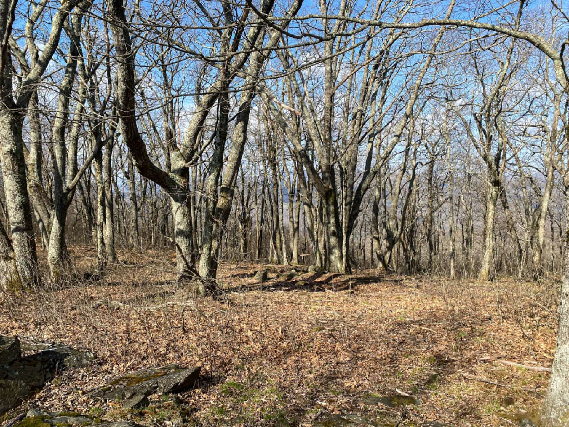 Image number 13 for the current listing