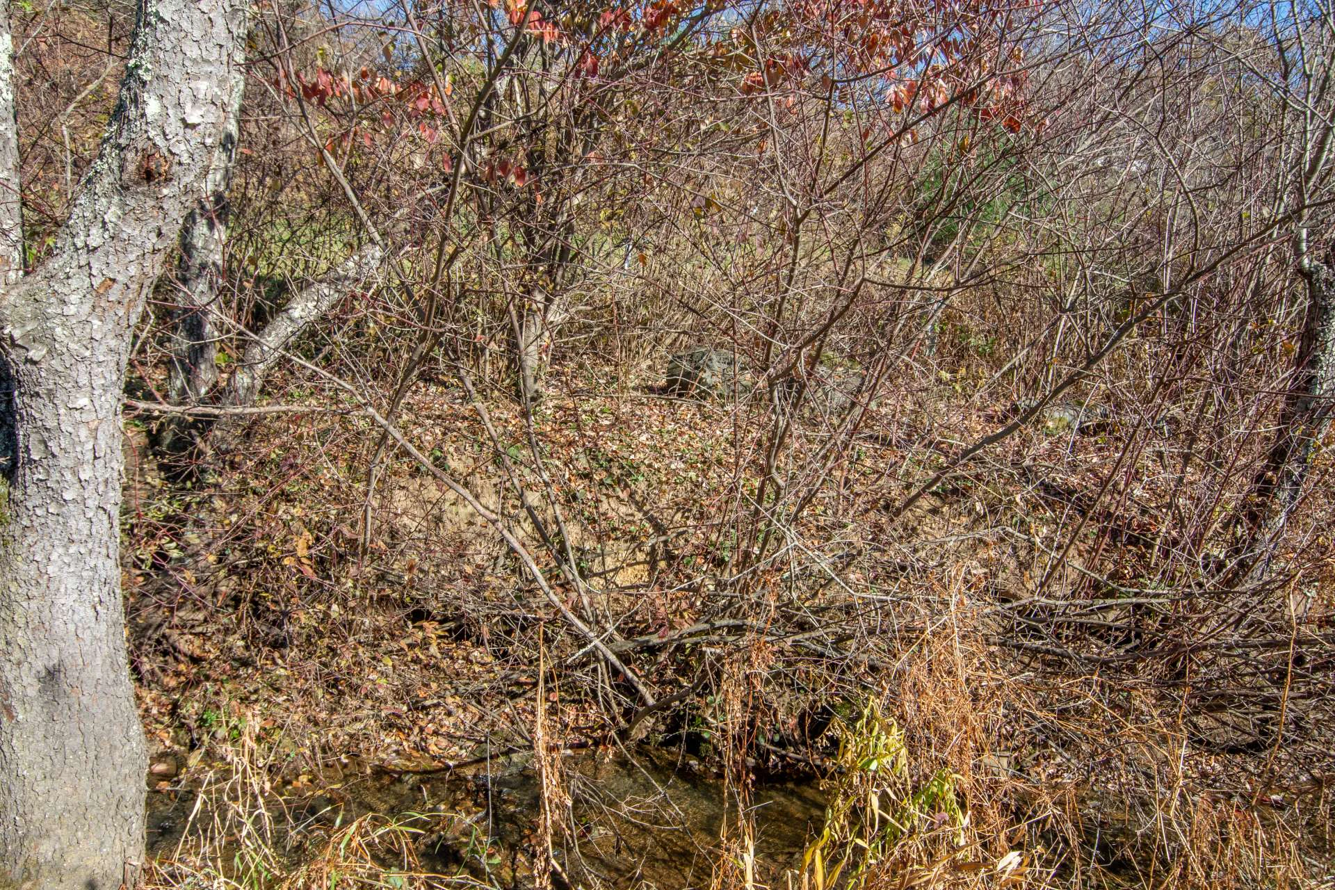 Image number 6 for the current listing