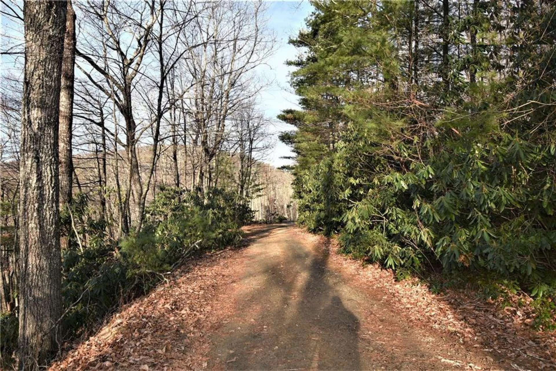 Image number 2 for the current listing