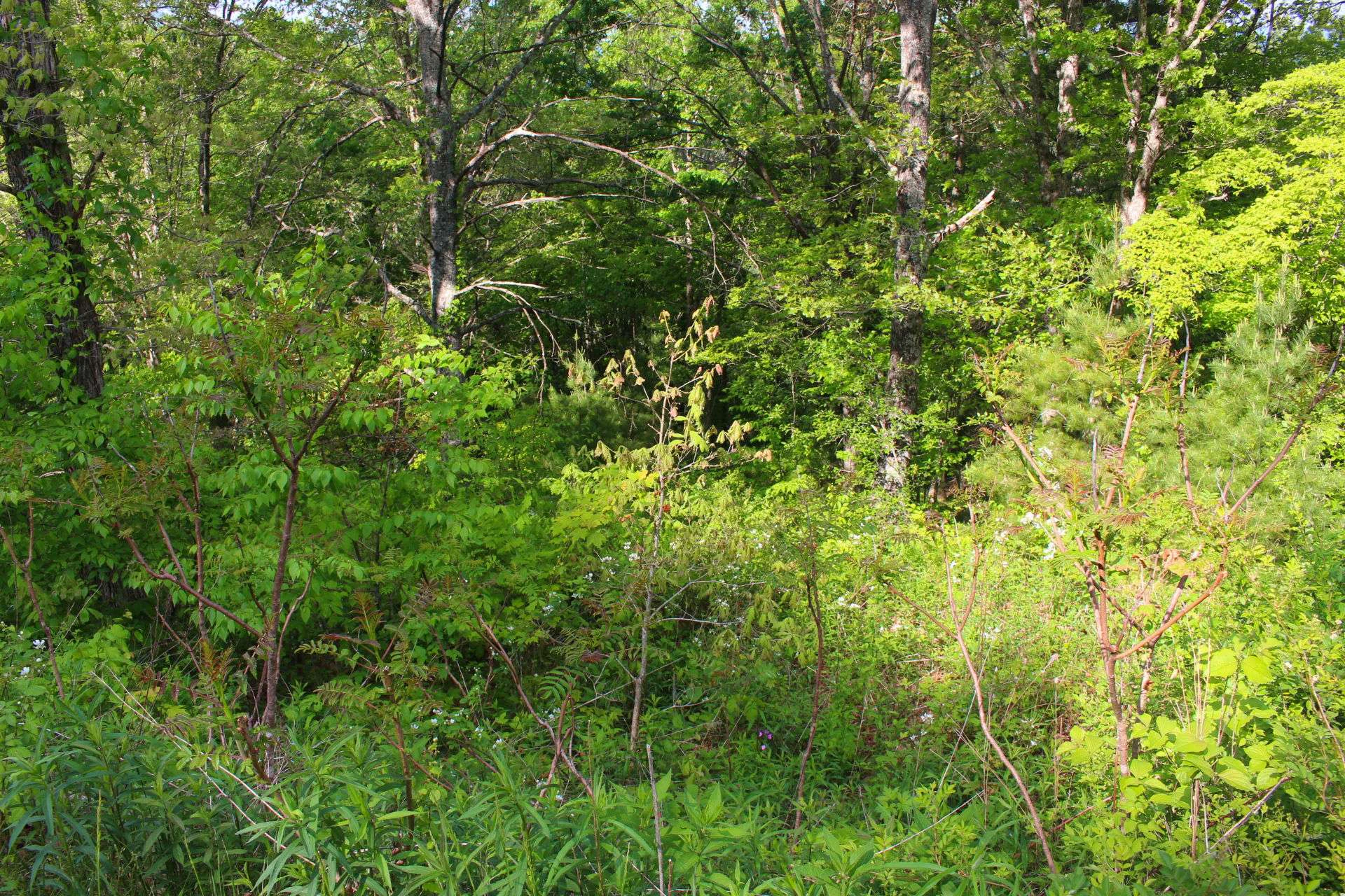 Image number 3 for the current listing