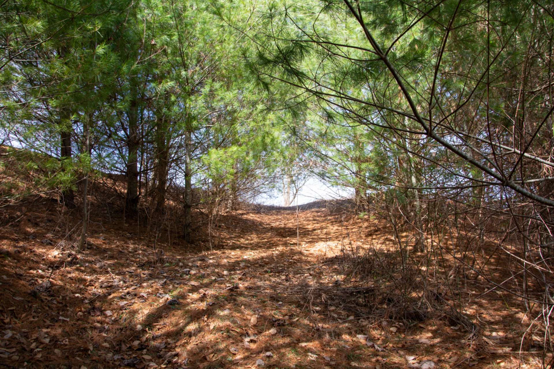 Image number 4 for the current listing