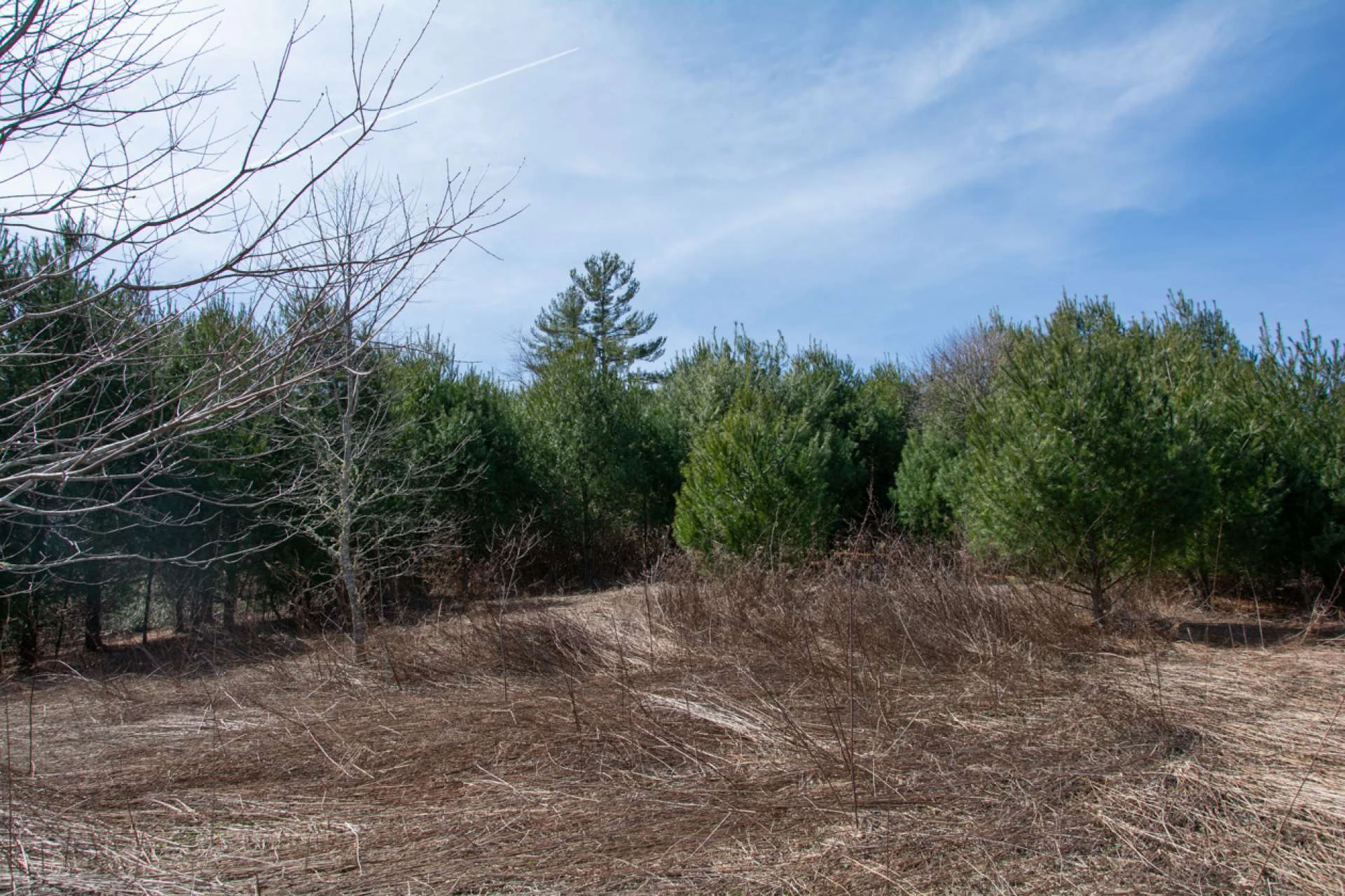 Image number 5 for the current listing