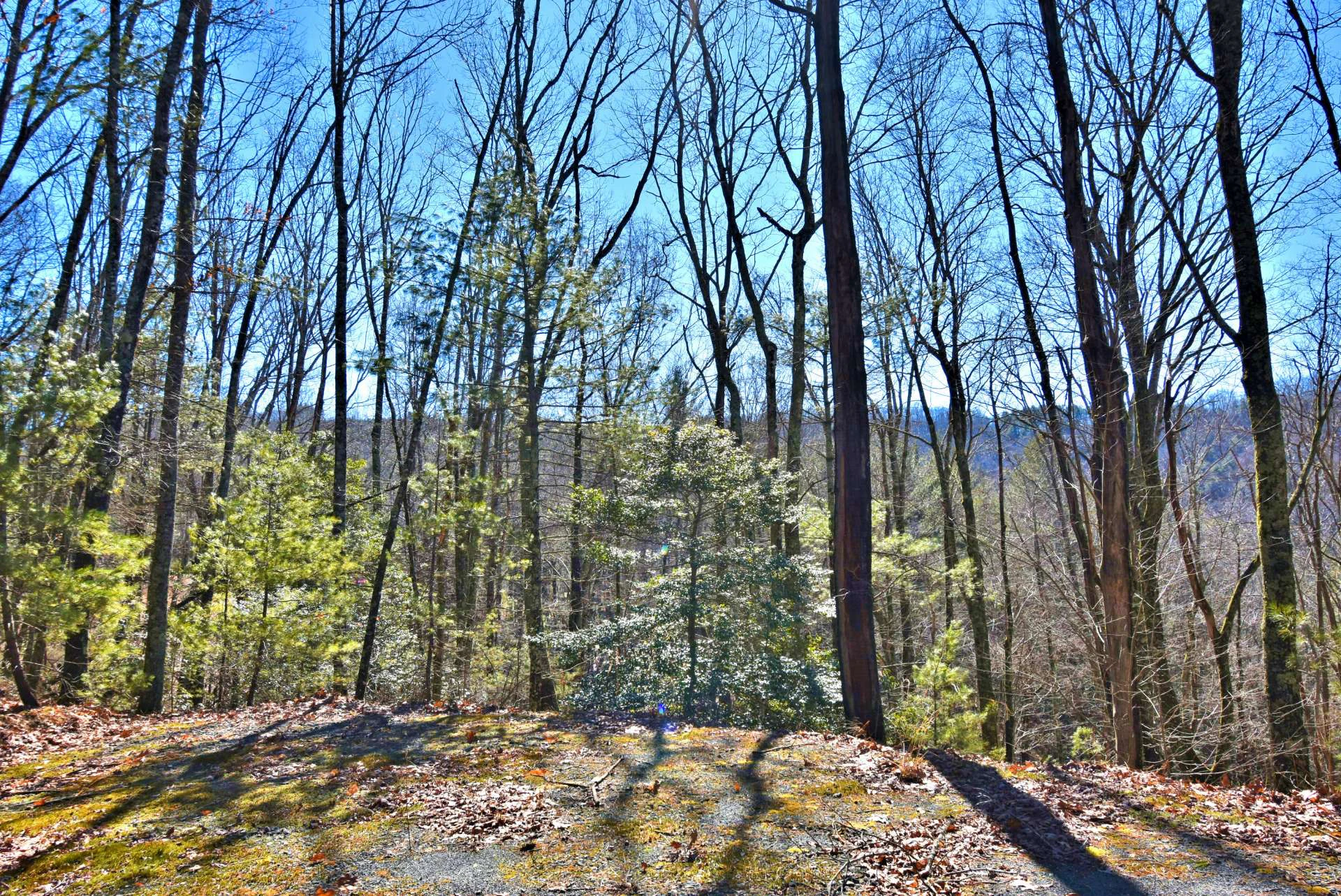 Image number 11 for the current listing